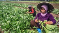 Selain hama kutu daun, hama ulat yang memakan daun sawi turut andil menurunkan pendapatan petani.