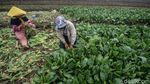 Waduh! Hama Ini Bikin Sayuran Turun Harga