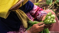 Seorang petani tengah mengikat sayuran.