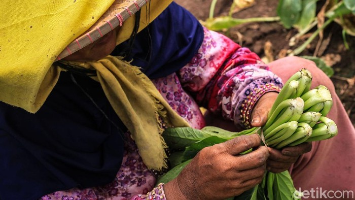 Waduh! Hama Ini Bikin Sayuran Turun Harga Hama kutu daun menyerang tanaman sayur milik petani di Neglasari, Kota Tangerang, Banten. Hama ini membuat nilai sayuran berkurang.