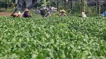 Waduh! Hama Ini Bikin Sayuran Turun Harga