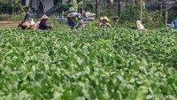 Para petani memanen sayur caisim di Neglasari, Kota Tangerang, Banten, Jumat (4/6/2021).