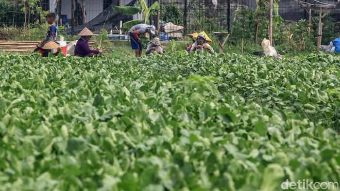 Waduh! Hama Ini Bikin Sayuran Turun Harga Hama kutu daun menyerang tanaman sayur milik petani di Neglasari, Kota Tangerang, Banten. Hama ini membuat nilai sayuran berkurang.