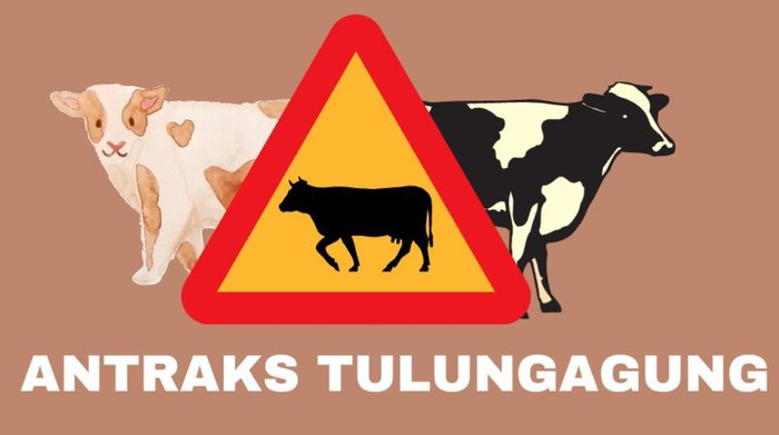 Ada kasus antraks di Tulungagung. Pemkab Tulungagung melakukan pembatasan lalu lintas perdagangan sapi di lokasi yang ditemukan kasus antraks.