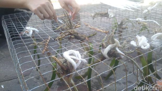 Pelepasan tukik dan penyu serta penanaman lamun di Pulau Pramuka, Kepulauan Seribu, Jumat (28/5)
