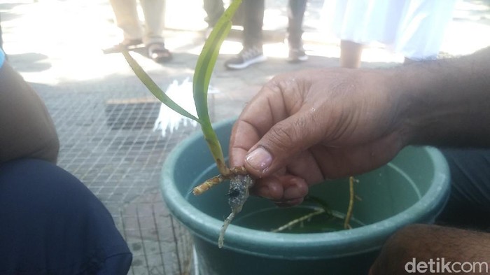 Pelepasan tukik dan penyu serta penanaman lamun di Pulau Pramuka, Kepulauan Seribu, Jumat (28/5)