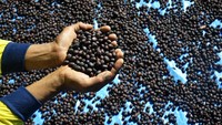 Biji kopi jenis arabika yang dipanen dari dataran tinggi Malino tersebut dijual dengan harga Rp80 ribu hingga Rp100 ribu per kilogram dalam keadaan kering.