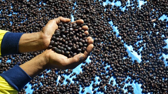 MENJEMUR BIJI KOPI ARABIKA MALINO Pekerja menjemur biji kopi di Kecamatan Pallangga, Kabupaten Gowa, Sulawesi Selatan, Sabtu (5/6/2021). Biji kopi jenis arabika yang dipanen dari dataran tinggi Malino tersebut dijual dengan harga Rp80 ribu hingga Rp100 ribu per kilogram dalam keadaan kering dan dipasarkan di sejumlah daerah, diantaranya Kendari, Bau-Bau, Mamuju dan Gorontalo. ANTARA FOTO/Abriawan Abhe/rwa.