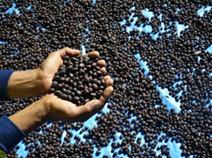 Intip Proses Penjemuran Biji Kopi Arabika Malino