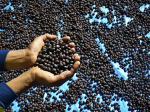 BUMN Genjot Budidaya Kopi Agar Bisa Diekspor, Ini Caranya