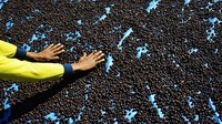 Biji kopi ini dipasarkan di sejumlah daerah, diantaranya Kendari, Bau-Bau, Mamuju dan Gorontalo.