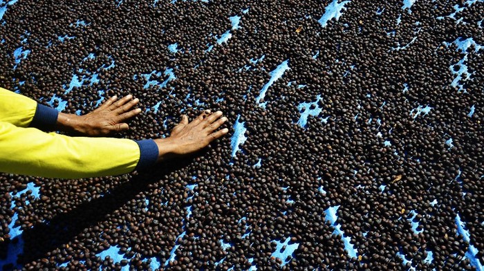 Pekerja menjemur biji kopi di Kecamatan Pallangga, Kabupaten Gowa, Sulawesi Selatan, Sabtu (5/6/2021). Biji kopi jenis arabika yang dipanen dari dataran tinggi Malino tersebut dijual dengan harga Rp80 ribu hingga Rp100 ribu per kilogram dalam keadaan kering dan dipasarkan di sejumlah daerah, diantaranya Kendari, Bau-Bau, Mamuju dan Gorontalo. ANTARA FOTO/Abriawan Abhe/rwa.