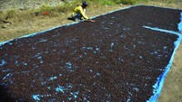 Pekerja menjemur biji kopi di Kecamatan Pallangga, Kabupaten Gowa, Sulawesi Selatan, Sabtu (5/6/2021).