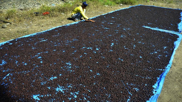 MENJEMUR BIJI KOPI ARABIKA MALINO Pekerja menjemur biji kopi di Kecamatan Pallangga, Kabupaten Gowa, Sulawesi Selatan, Sabtu (5/6/2021). Biji kopi jenis arabika yang dipanen dari dataran tinggi Malino tersebut dijual dengan harga Rp80 ribu hingga Rp100 ribu per kilogram dalam keadaan kering dan dipasarkan di sejumlah daerah, diantaranya Kendari, Bau-Bau, Mamuju dan Gorontalo. ANTARA FOTO/Abriawan Abhe/rwa.