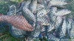 Menyambung Hidup dengan Jaring Ikan di Rawa Jombor Klaten