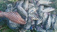 Berangkat pukul 05.00 sampai pukul 10.00 WIB berbagai jenis ikan bisa didapat dan langsung dijual di tepi rawa.