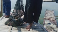 Terlihat hasil tangkapan ikan yang berlimpah di lokasi ini.