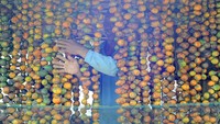 Petani setempat menyebutkan sejak tiga bulan terakhir salah satu daerah pengekspor pinang Provinsi Jambi tersebut memasuki musim paceklik buah.