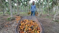 Mereka mengalami penurunan hasil panen mencapai 30 persen dibanding waktu normal.