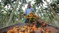 Petani menyortir buah pinang hasil panen di Kampung Singkep, Muara Sabak Barat, Tanjungjabung Timur, Jambi, Sabtu (5/6/2021). 