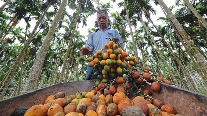 MUSIM PACEKLIK PINANG DI JAMBI Petani memanen buah pinang di Kampung Singkep, Muara Sabak Barat, Tanjungjabung Timur, Jambi, Sabtu (5/6/2021). Petani setempat menyebutkan, sejak tiga bulan terakhir salah satu daerah pengekspor pinang Provinsi Jambi tersebut memasuki musim paceklik buah dengan penurunan hasil panen mencapai 30 persen dibanding waktu normal. ANTARA FOTO/Wahdi Septiawan/rwa.
