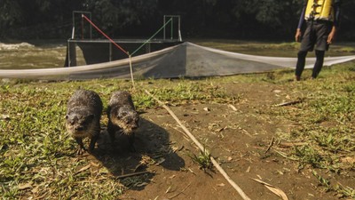 Momen Pelepasliaran Berang-berang di Sungai Ciliwung