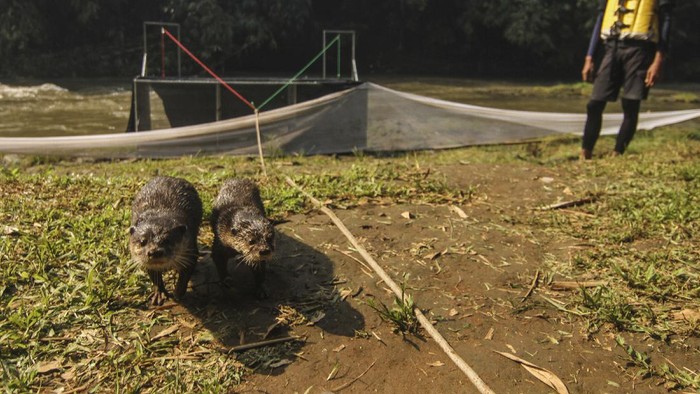 Relawan Komunitas Ciliwung Depok (KCD) melepasliarkan hewan berang-berang di Sungai Ciliwung, GDC, Depok, Jawa Barat, Sabtu (5/6/2021). Pelepasliaran berang-berang sebanyak tiga ekor tersebut dalam rangka upaya menjadikan Sungai Ciliwung Depok sebagai taman edukasi dan konservasi. ANTARA FOTO/Asprilla Dwi Adha/rwa.
