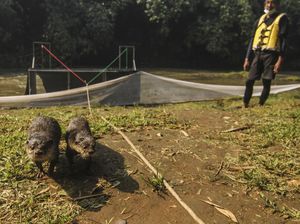 Ngeri! Wanita Ini Diserang Berang-berang saat Jogging hingga Luka-luka