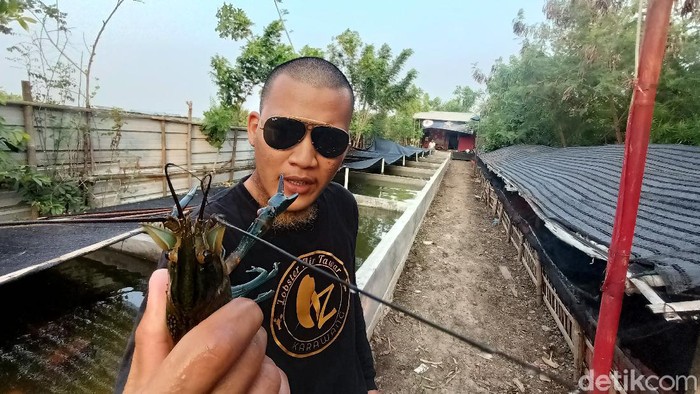 Pemuda Karawang Budi Daya Lobster Air Tawar