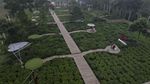 Wisata Kebun Teh Ini Ada di Batang Lho Gaes