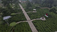 Wisata kebun teh yang menawarkan pemandangan hamparan pohon teh dan lokasi tempat swa foto di tengah kebun teh itu menjadi daya tarik wisatawan saat akhir pekan di Kabupaten Batang.