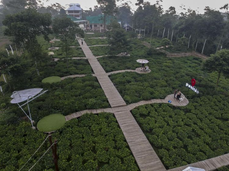 Wisata Kebun Teh Ini Ada di Batang Lho Gaes