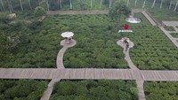 Foto udara hamparan taman wisata kebun teh Patitie di Blado, Kabupaten Batang, Jawa Tengah, Sabtu (5/6/2021). 