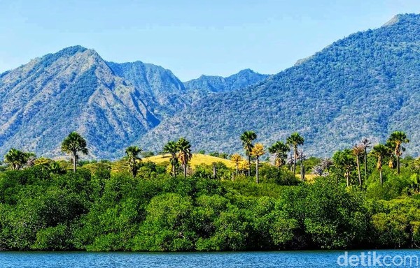 Vegetasi di kawasan ini juga beragam dan masih alami. Di beberapa bagian garis pantai juga terdapat hutan mangrove, serta bermacam faunanya. Dengan latar belakang gunung Baluran yang tampak membiru dari kejauhan. Vegetasi di kawasan ini juga beragam dan masih alami. Di beberapa bagian garis pantai juga terdapat hutan mangrove, serta bermacam faunanya. Dengan latar belakang gunung Baluran yang tampak membiru dari kejauhan.