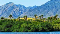 Vegetasi di kawasan ini juga beragam dan masih alami. Di beberapa bagian garis pantai juga terdapat hutan mangrove, serta bermacam faunanya. Dengan latar belakang gunung Baluran yang tampak membiru dari kejauhan.