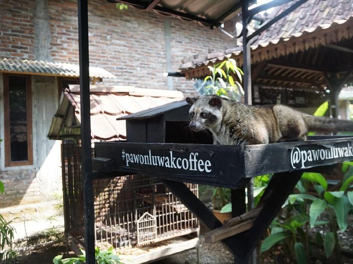 Pawon Luwak Coffee