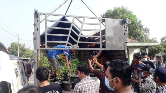 Tanaman ganja dalam pot yang diamankan dari sebuah rumah di Brebes, Minggu (6/6/2021).
