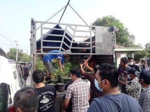 300 Pohon Ganja Diamankan dari Penggerebekan Rumah di Brebes