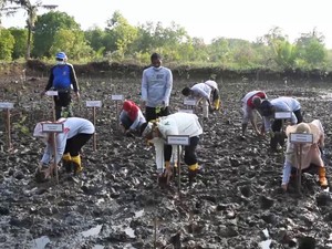 Cegah Abrasi & Dampak Tsunami, Bupati Kebumen Luncurkan Yu Darsi