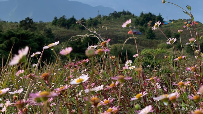 Bunga Daisy punya kelopak berwarna putih dan merah muda