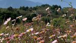 Fakta Bunga Daisy yang Banyak Tersebar di Puncak Gunung Prau