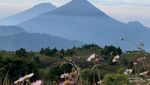 Fakta Bunga Daisy yang Banyak Tersebar di Puncak Gunung Prau