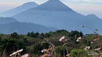 Bunga Daisy akan mekar sempurna saat musim penghujan