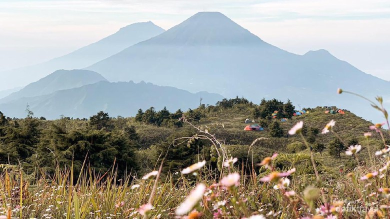 Fakta Bunga Daisy yang Banyak Tersebar di Puncak Gunung Prau Bunga Daisy sangat cocok untuk dijadikan foreground foto