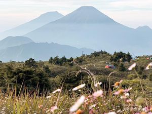 Fakta Bunga Daisy yang Banyak Tersebar di Puncak Gunung Prau