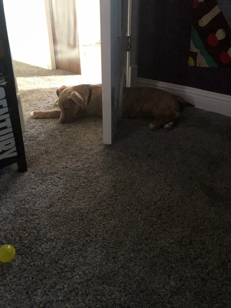 Gambar pengecoh mata