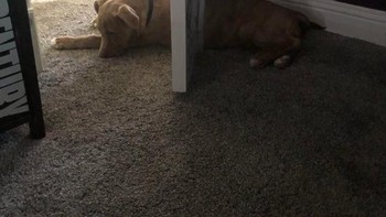 Anjingnya seolah terbelah dua oleh pintu. Foto: dok reddit.com/confusing_perspective