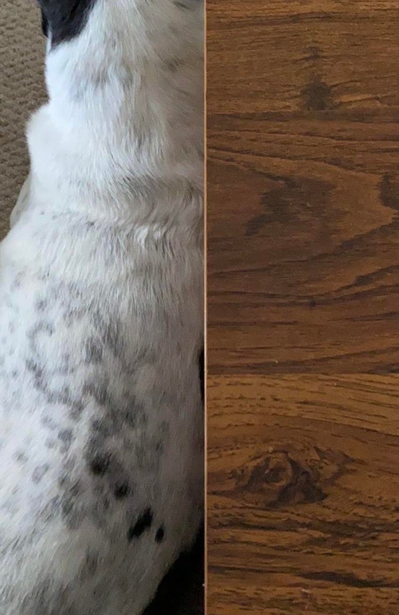 Gambar pengecoh mata