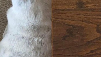 Ini bukan dua gambar yang disatukan loh. Foto: dok reddit.com/confusing_perspective