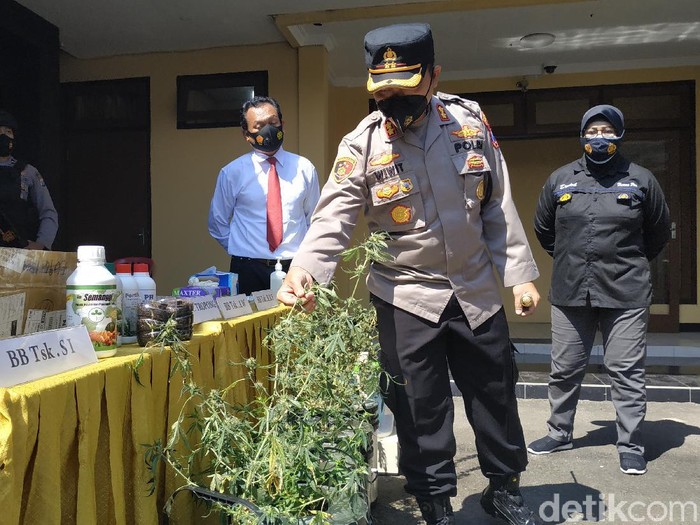 Polisi Pacitan membongkar jaringan pengedar ganja lintas provinsi. Dari tangan para pelaku, petugas menyita barang bukti ganja senilai ratusan juta rupiah.
